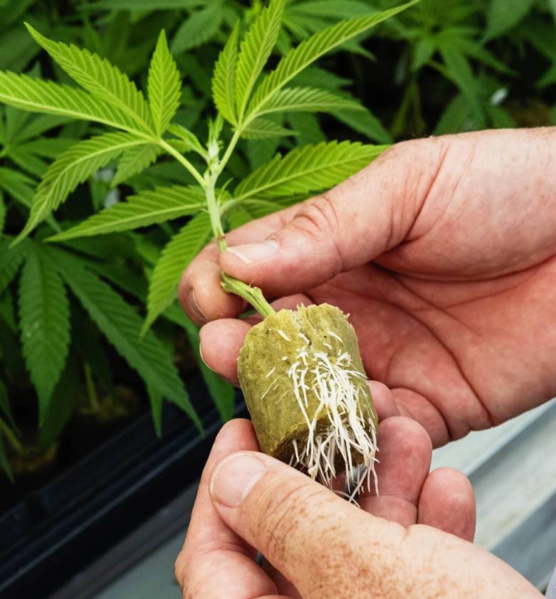 cannabis clones sales