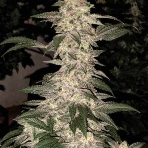 Pink Gelato