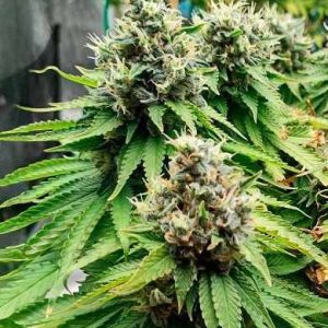 Godfather OG