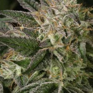 Florida Kush