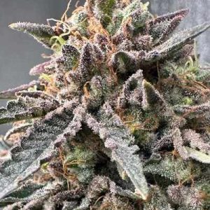 Cali Pink
