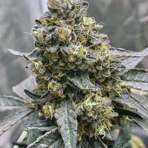 Pink Zkittlez