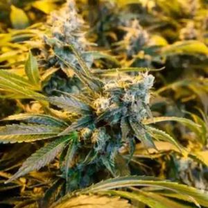 LA Kush Cake, Elite