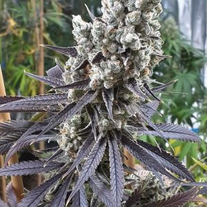 Grape Ape
