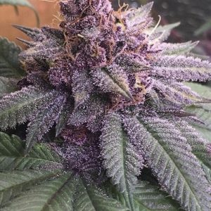 Pink Bubba